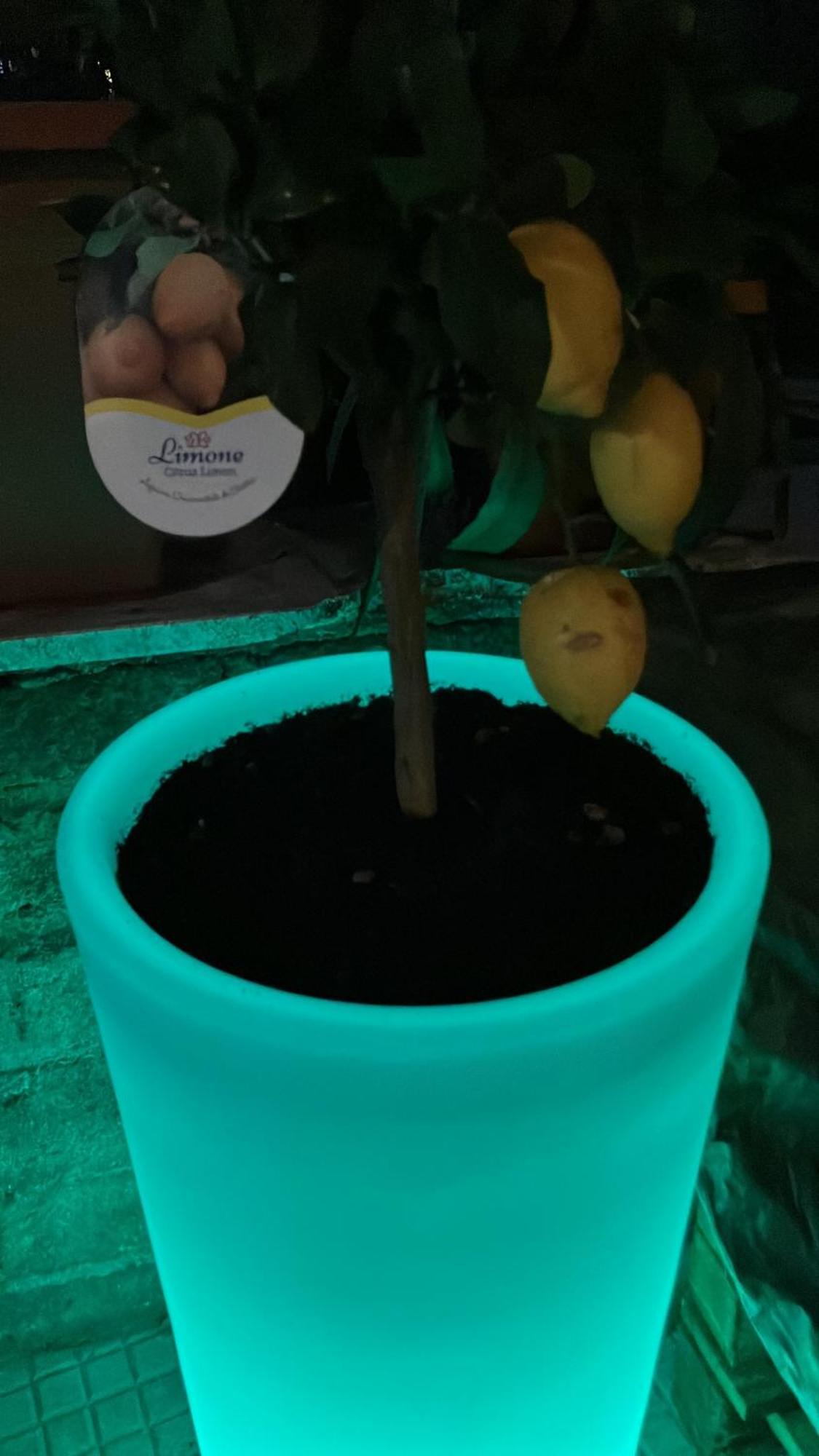 The Green House 罗马 外观 照片